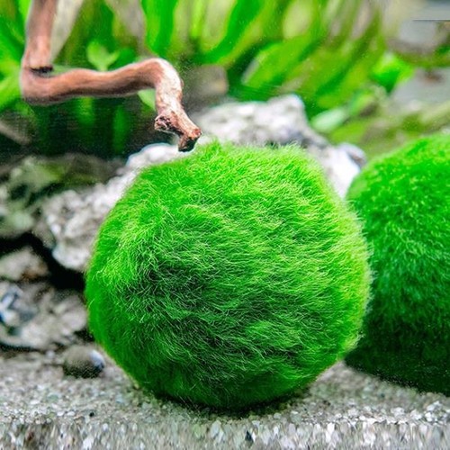 Marimo%20Moss%20Ball%20%20Yosun%20Topu%203-4%20cm%201%20Adet