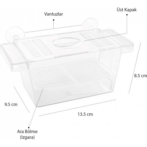 Atlantik%20Tekli%20Kristal%20Balık%20Yavruluk%2013,5%20cm%20x%208,5%20cm