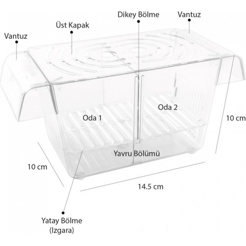 Atlantik%20Ikili%20Kristal%20Balık%20Yavruluk%2014,5%20cm%20x%2010%20cm