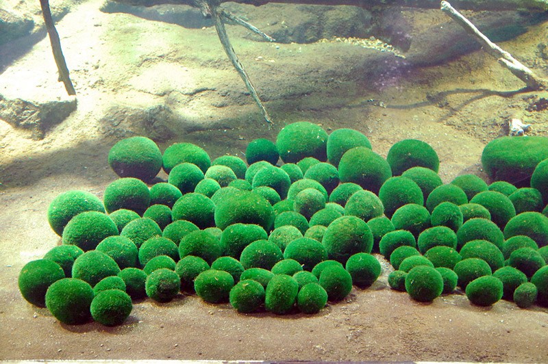 Marimo%20Moss%20Ball%20%20Yosun%20Topu%203-4%20cm%201%20Adet