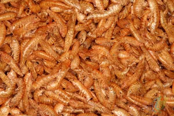 Gammarus%20(KURUTULMUŞ%20KARİDES)%20Balık%20Ve%20Kaplumbağa%20Yemi%20100gr