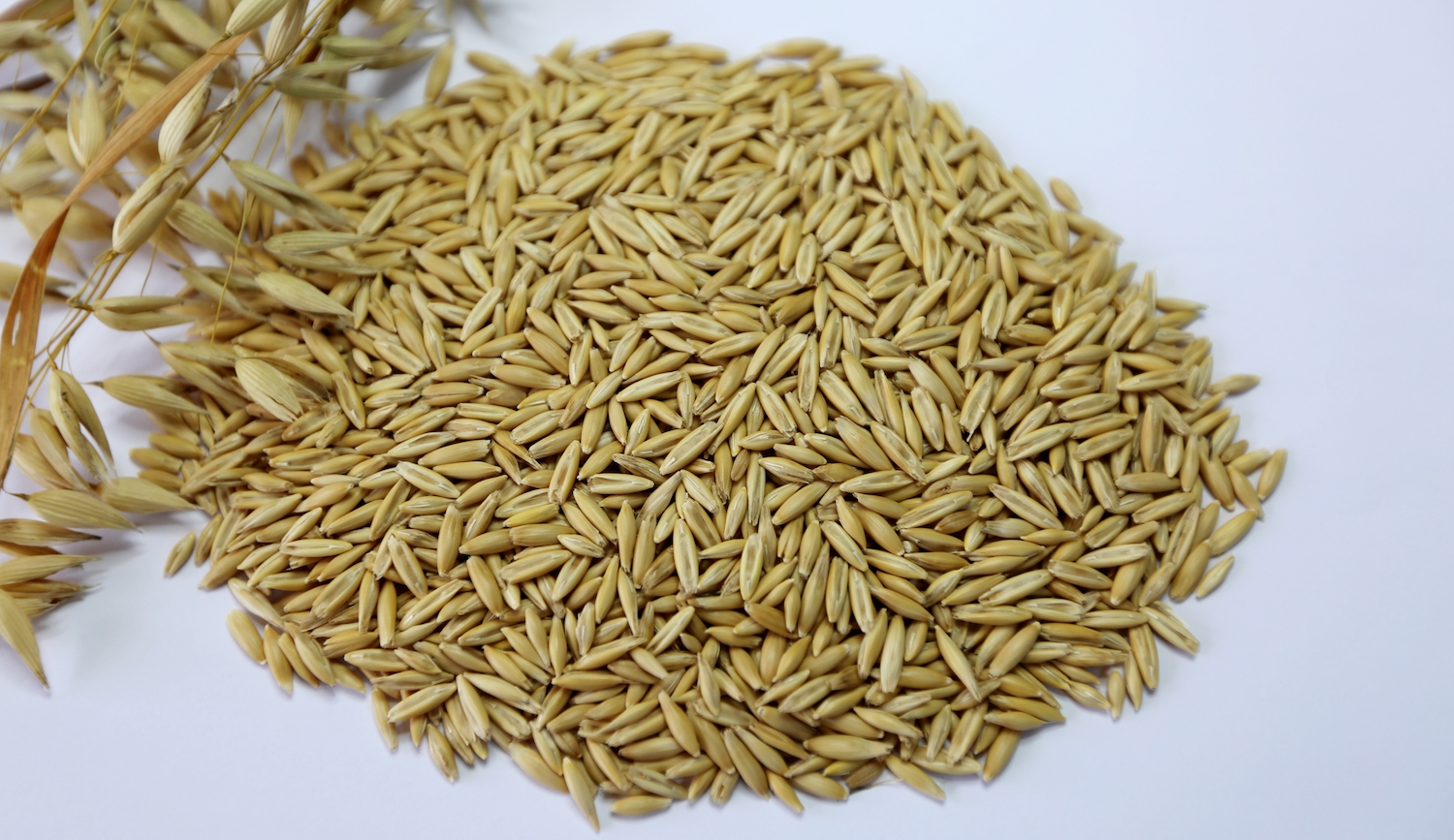 Yulaf Tohumu Kus Yemi Badem Akvaryum Petshop Evcil Hayvan Urunleri