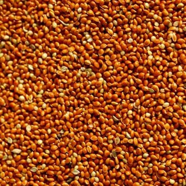 Kızıl%20Darı%20Kırmızı%20Darı%20Kuş%20Yemi%20Dökme%201%20Kg