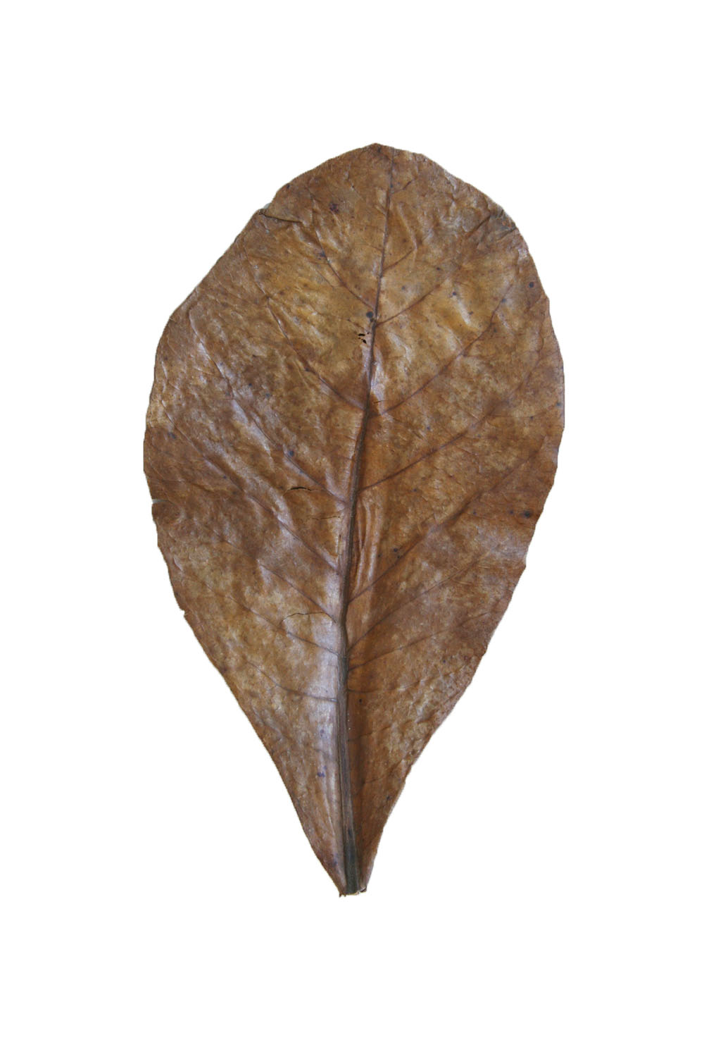 Catappa%20Yaprağı%20Su%20Düzenleyici%20Ve%20Karides%20Yemi%205%20Adet