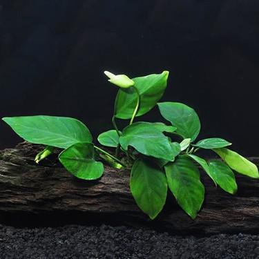 Akvaryum Bitkileri Anubias Nana 9-10 Yapraklı Kök Canlı Bitki