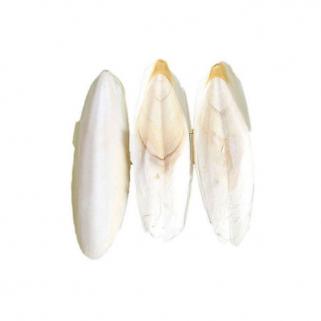 Kalamar Kemiği Küçük Boy Tek Parça Net 6-10 Gr Kalsiyum Kemik 1 Adet