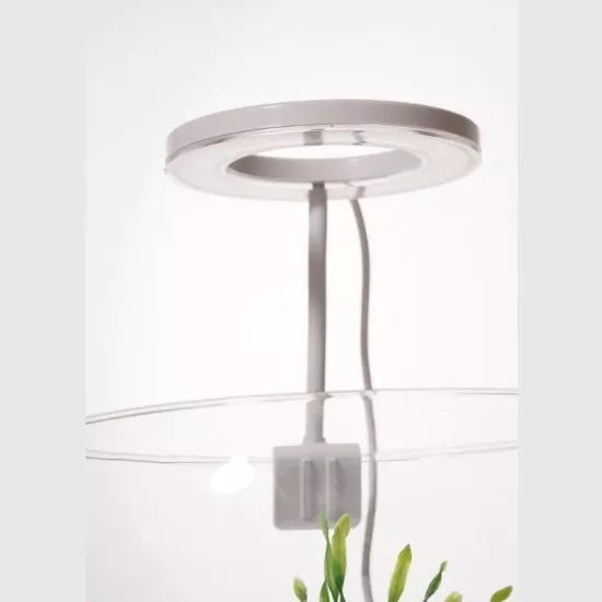 Orionled Fanus Beyaz Yuvarlak 5W Karışık 3 Renk