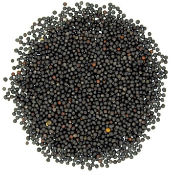 Rapiska%20Tohumu%20Kanola%20Tohumu%20Şalgam%20Tohumu%201%20Kg